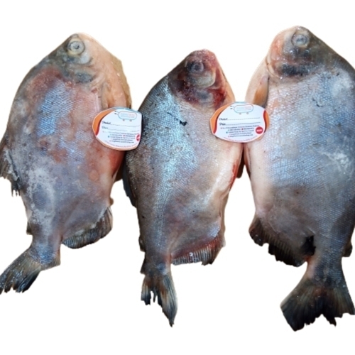 /media/products/FISH-AMERICA-TILAPIA-FRZ-KG.jpg